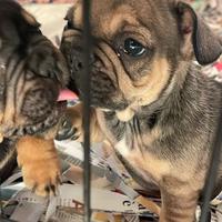 Cuccioli di Bulldog francese