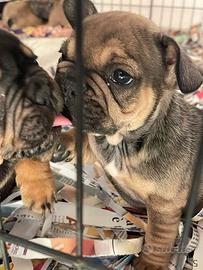 Cuccioli di Bulldog francese