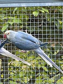 Parrocchetto dal collare