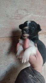 Cuccioli di border collie