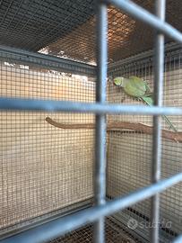 Parrocchetto dal collare