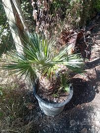 palma chamerops humilis 