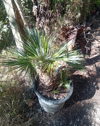 palma chamerops humilis 