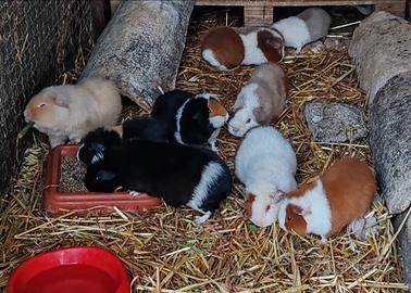 Porcellini d'india Teddy