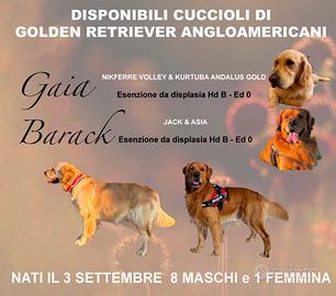 Cuccioli Golden Retriever con pedigree