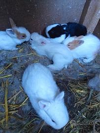 Conigli Testa di Leone