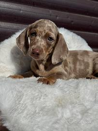 Cuccioli di bassotto