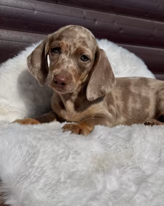 Cuccioli di bassotto