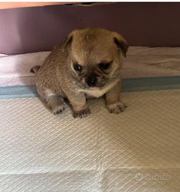 Cuccioli chihuahua m/f