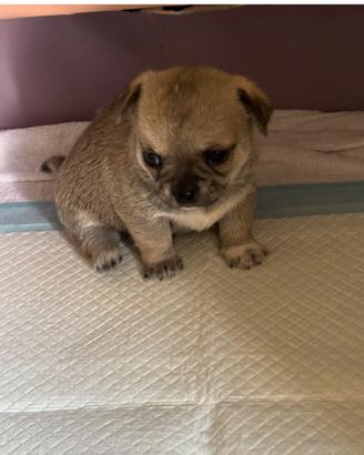 Cuccioli chihuahua m/f