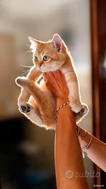 British shorthair