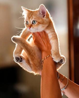 British shorthair