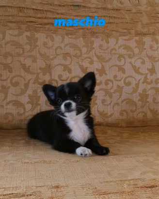 Chihuahua Toy maschio