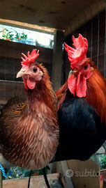 Coppia Gallo e Gallina Razza Siciliana Cor