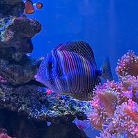 Zebrasoma desjardinii