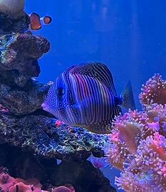 Zebrasoma desjardinii