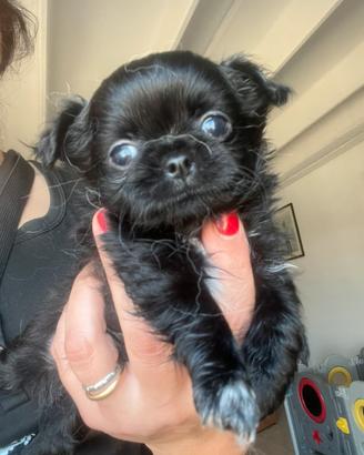 Chihuahua