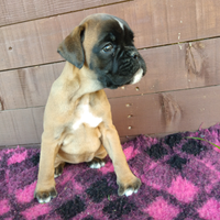 Boxer