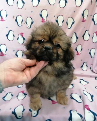 Tibetan Spaniel cuccioli