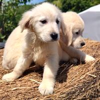 ULTIMO MASCHIO GOLDEN RETRIEVER CUCCIOLO pedigree