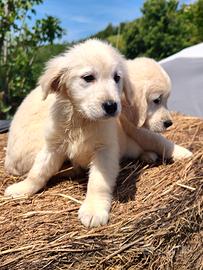 ULTIMO MASCHIO GOLDEN RETRIEVER CUCCIOLO pedigree