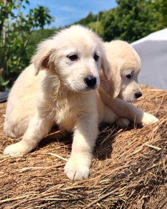 ULTIMO MASCHIO GOLDEN RETRIEVER CUCCIOLO pedigree