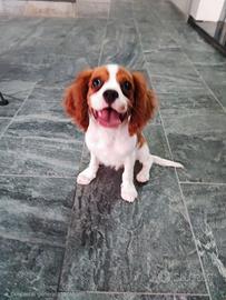 Cucciolo di Cavalier King 