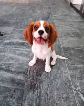 Cucciolo di Cavalier King 