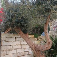 Pianta D'ulivo 