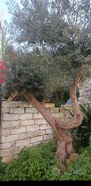 Pianta D'ulivo 