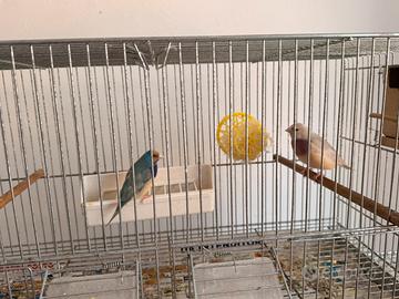 Coppia diamanti di Gould