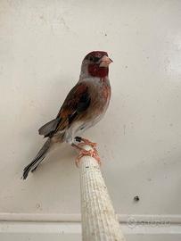 Ibridi MASCHI di Cardellino