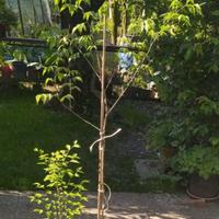 PIANTE DI CARPINO BIANCO