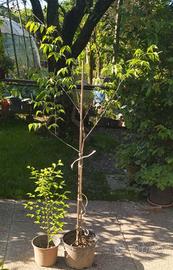 PIANTE DI CARPINO BIANCO