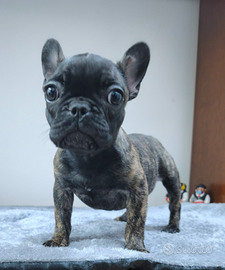 Bulldog francese