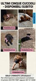 Cucciolo staffordshire bull terrier