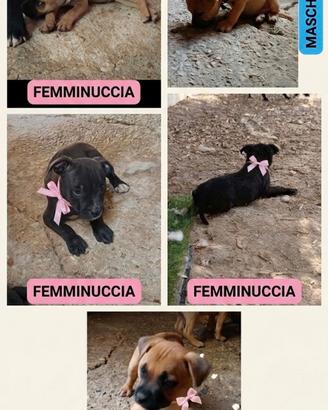 Cucciolo staffordshire bull terrier