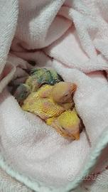 Pappagalli Roseicollins Allevati A Mano