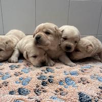 Cuccioli Labrador miele