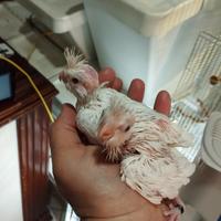 Calopsite da imbecco