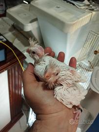 Calopsite da imbecco