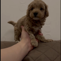 Maltipoo/mini toy