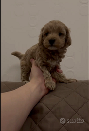 Maltipoo/mini toy