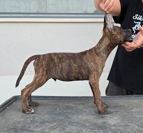 Cane corso