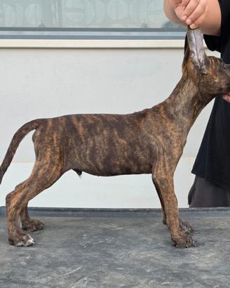 Cane corso