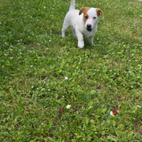 Cucciolo di Jack russell