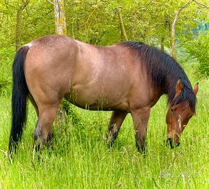 Cavalla Quarter Horse Puledra Foundation Red Roan