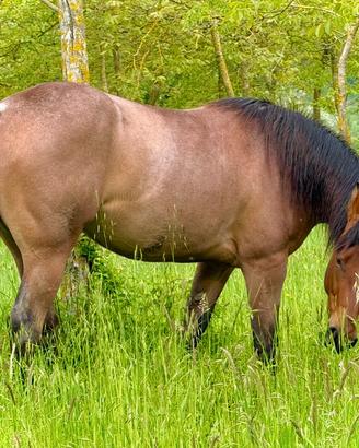 Cavalla Quarter Horse Puledra Foundation Red Roan
