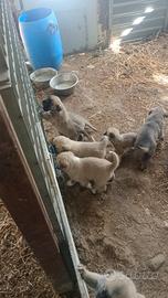 Kangal cucciole