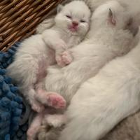 Ragdoll con pedigree